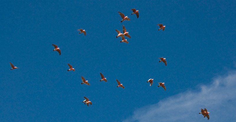 galah flock.jpg